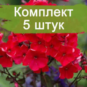 Флокс Тенор Флокс Тенор